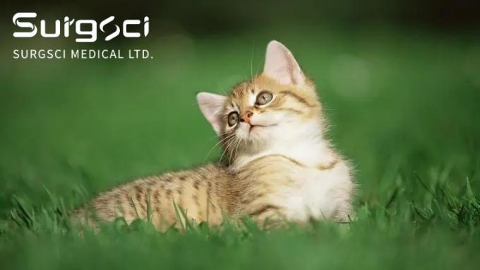 neueste Unternehmensnachrichten über Was die Blasen-Steine in den Katzen sind | SurgSci  0